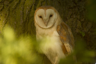 barn owl