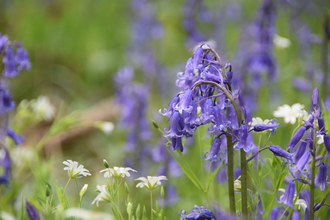 bluebells