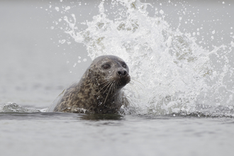 Common seal in surf - Photo: Peter Cairns/2020VISION