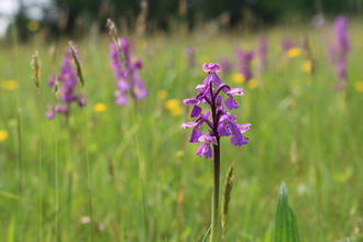 Green-winged orchid - Photo: Lianne de Mello