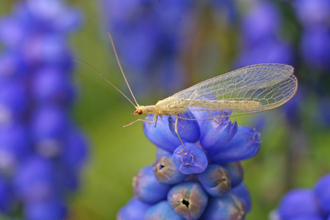 Lacewing by Rachel Scopes