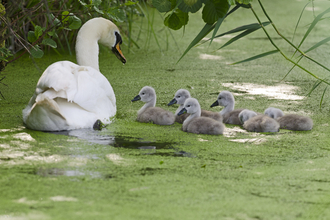 Mute swan