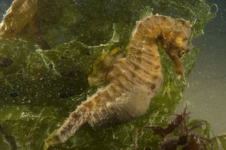 Short snouted seahorse - Photo: Paul Naylor