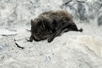 Barbastelle bat