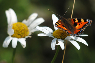 Small tortoiseshell butterfly - Photo Amy Lewis