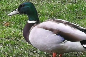 Mallard 