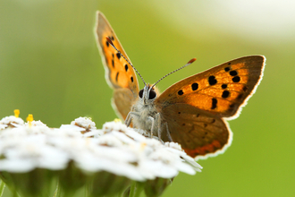 Small copper butterfly – Photo: Jon Hawkins