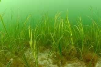 Seagrass bed - Photo: Paul Naylor