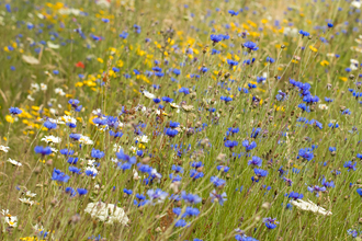 Wildflower meadow