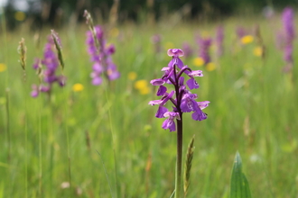 Green winged orchid - Photo: Lianne de Mello