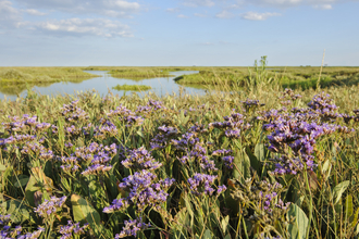 sea lavender 