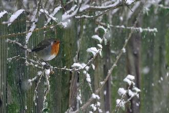 Robin in the snow