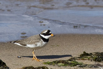 ringed plover 