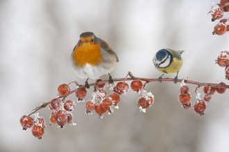 robin
