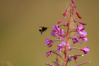 bee