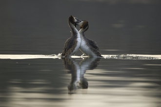 Great crested grebe weed dance