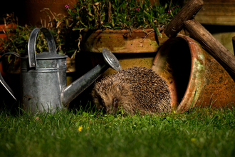 Hedgehog in garden