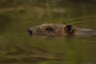 Beaver swimming