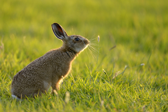 Brown Hare - Andy Rouse 2020VISION