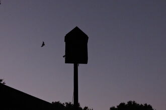 Hanningfield bat and box