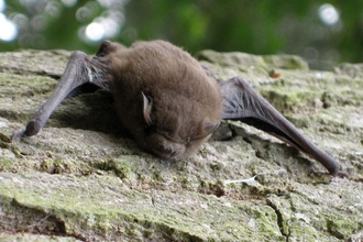 Soprano Pipistrelle Bat
