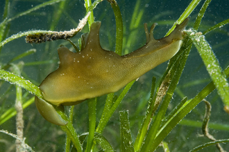 sea hare in seagrass