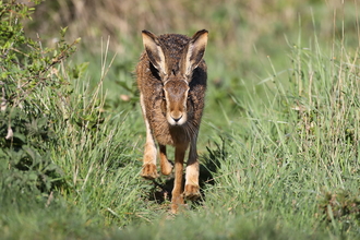 Hare in field