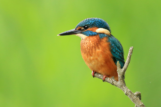 Kingfisher