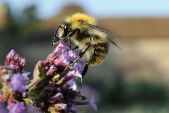 Common Carder Bee by Nick Upton