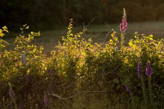 A hedgerow.