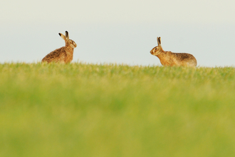 Brown hares 