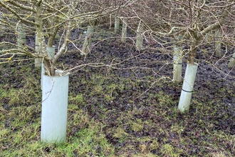 Tree guards