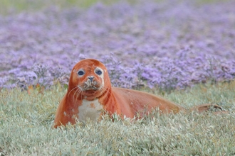 Common seal