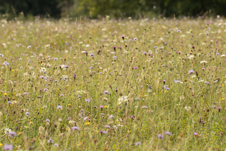 Wildflower meadow