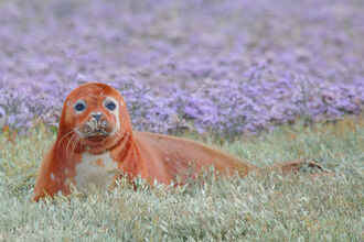Common seal