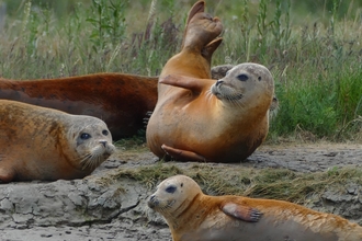 Orange common seals