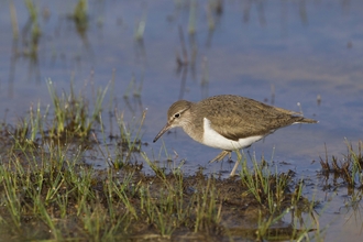 Common Sandpiper