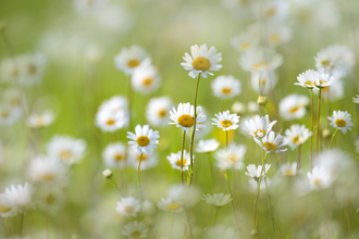 Daisies