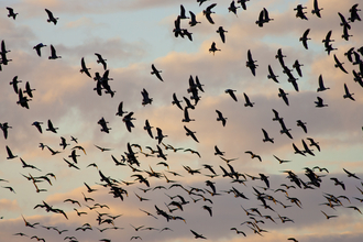 Brent geese