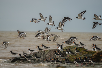 Oystercatchers