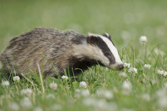 Image of Badger in Grass