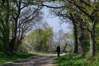 Woodland Walk