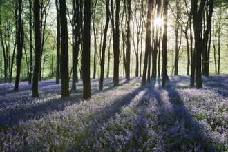 Woodland carpeted in bluebells