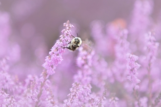 Bee on purple flowers