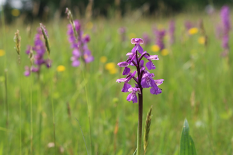 Orchids - Lianne de Mello