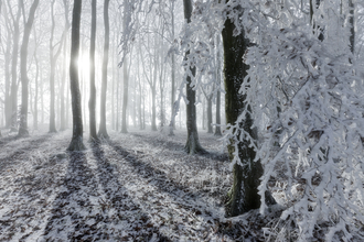 Beech woodland in winter mist