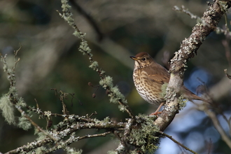 Song thrush