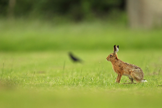 Hare