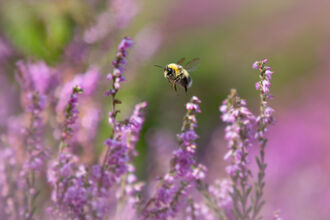 Bumble bee