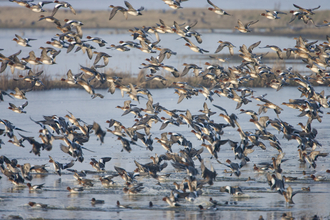 Flock of Wigeon